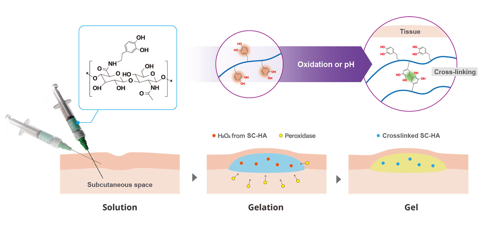 DOPA-Mechanism-이미지